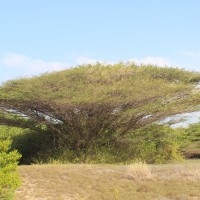 Vachellia planifrons (Wight & Arn.) Ragup., Seigler, Ebinger & Maslin